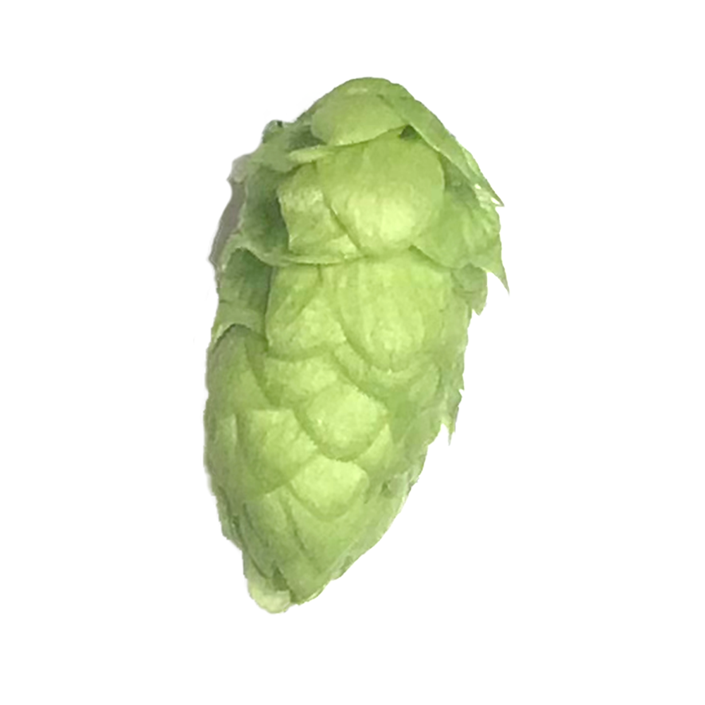 ADHA 1631 Image
