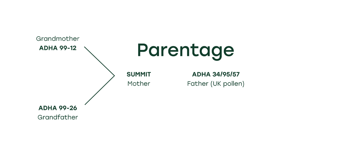 Adeena® Chart